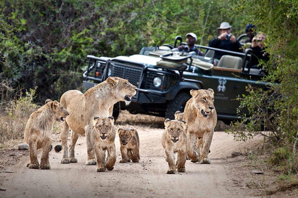 SouthAfrica_GreaterKrugerNationalPark_LondoloziTreeCamp_WildlifeLionPride
